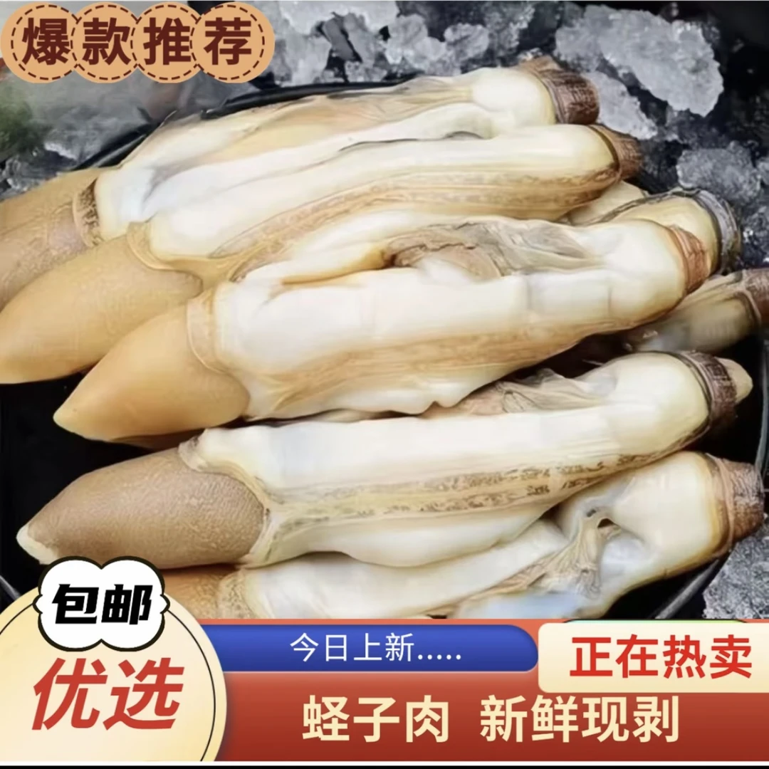 熟冻去壳竹节蛏 新鲜带黄蛏王肉 去壳去沙囊 无沙竹节