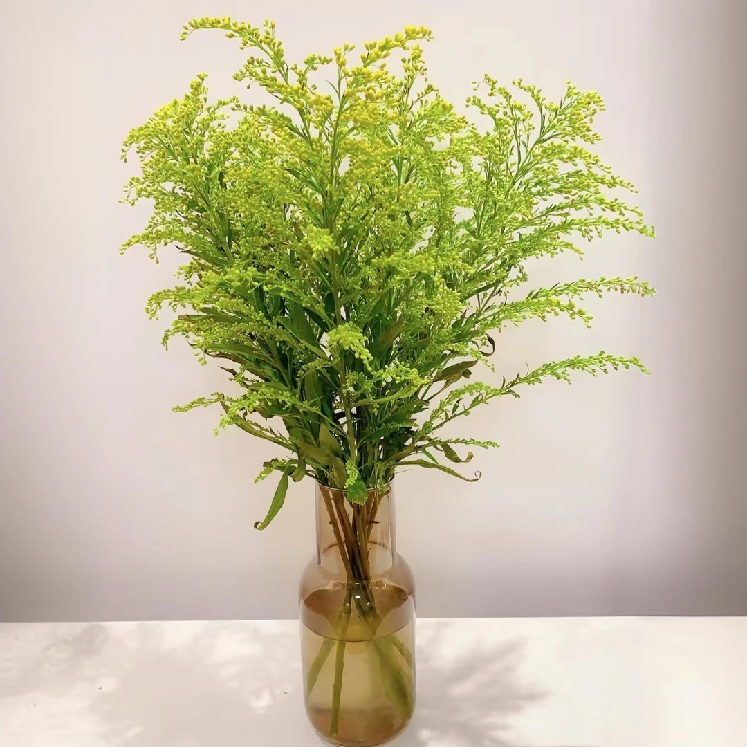 【花之洲】黄英草 清新配草 若干枝  全店任意两单顺丰包邮