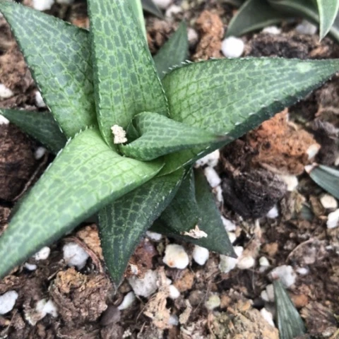 不****0龙鳞硬叶多肉植物