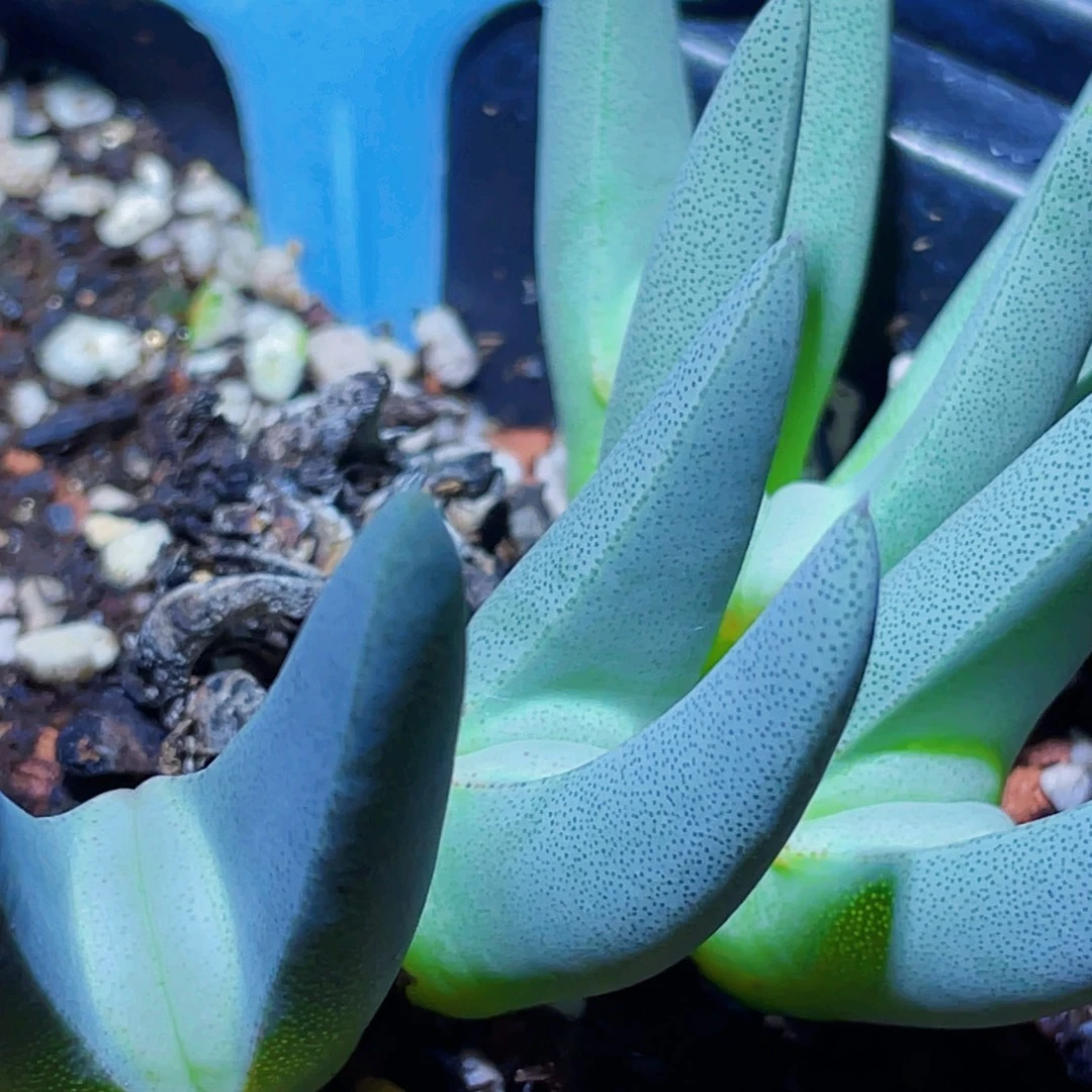 恶魔玉植物一物一拍