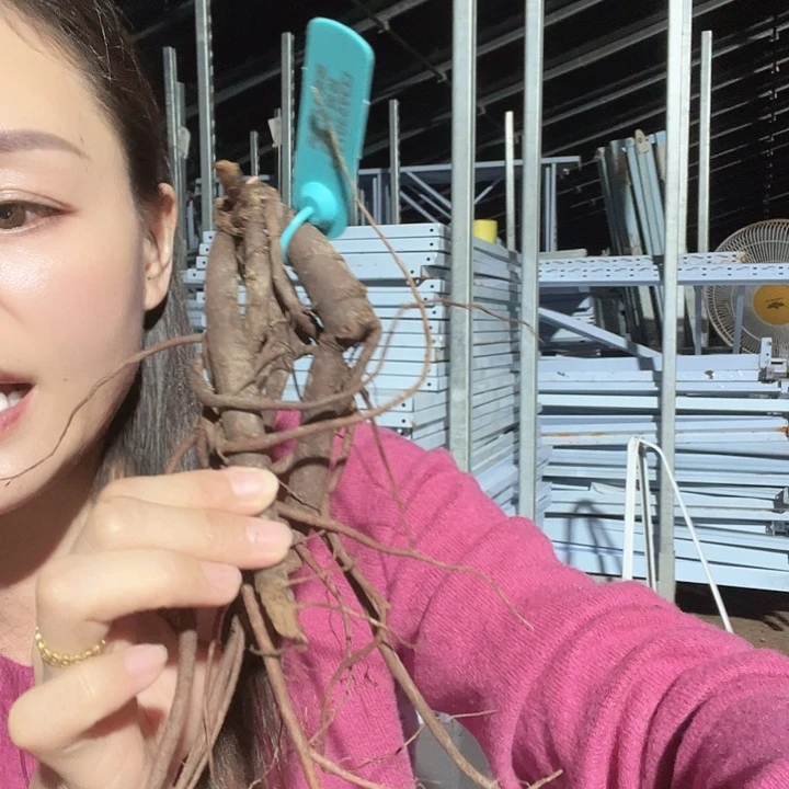 当前无花栽培后可以开花带壳的维纳斯