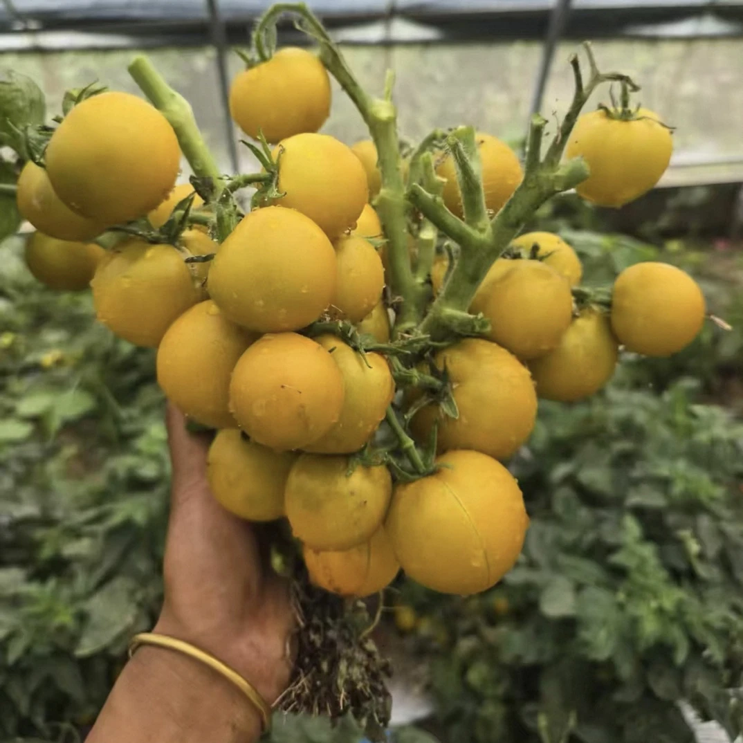 853 聚光灯番茄种子3粒种子