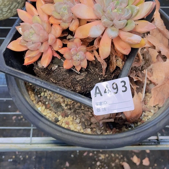 l***)是一个不想要别人去493