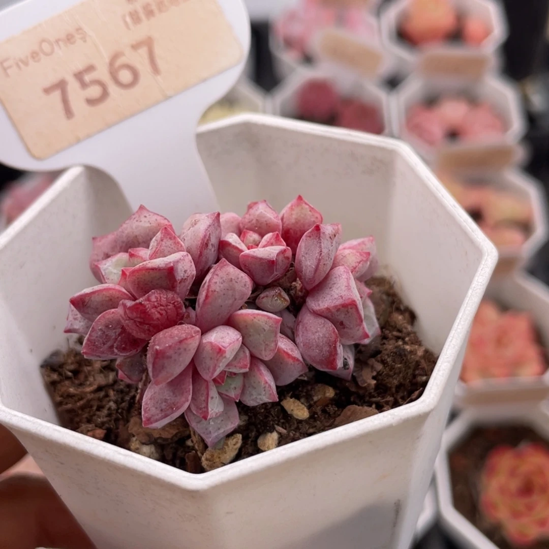 蓝宝石7567-4.0厘米