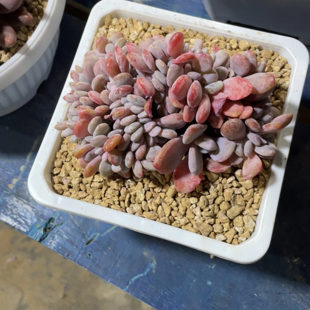 一物一拍中通快递