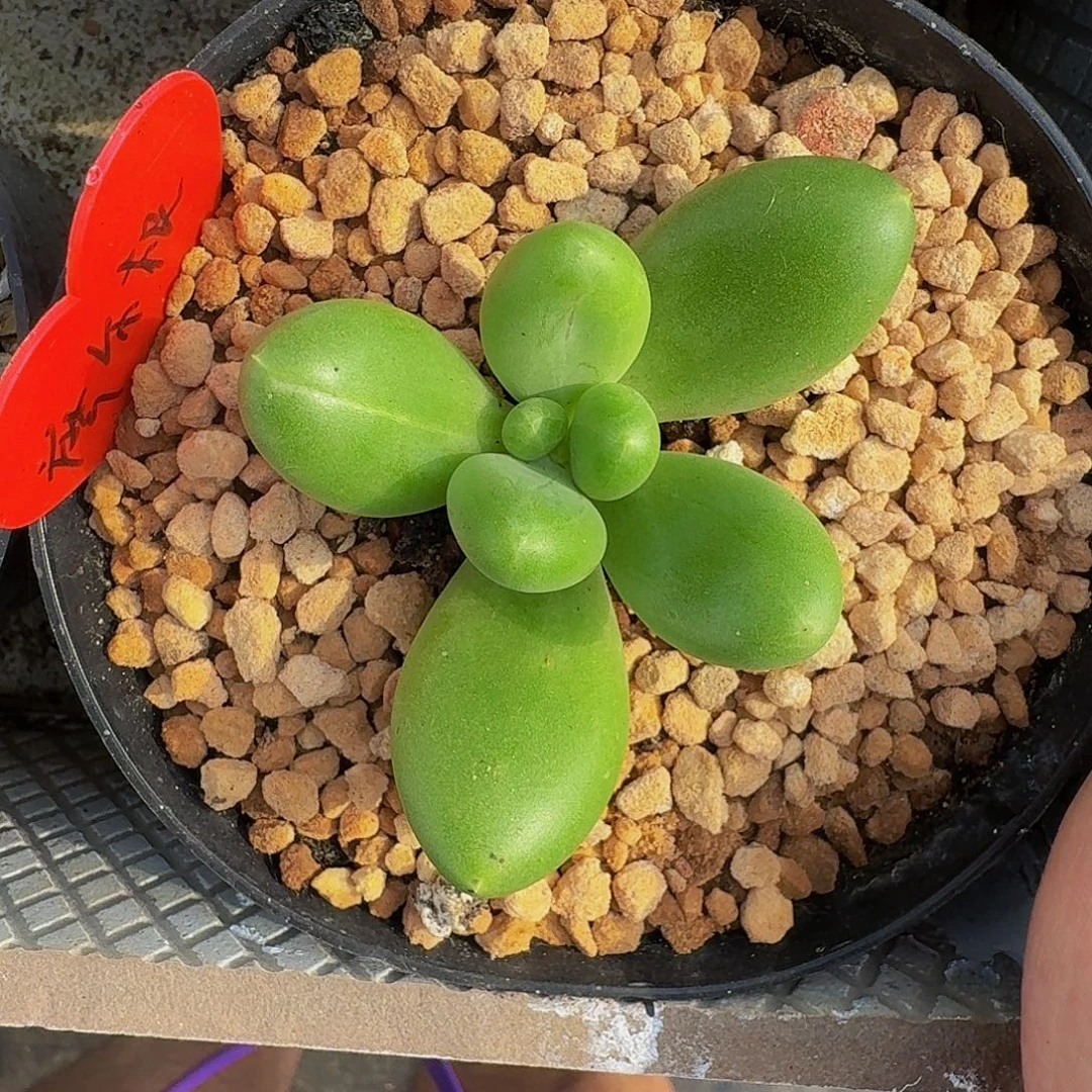 摩尔根 单头 一物一拍