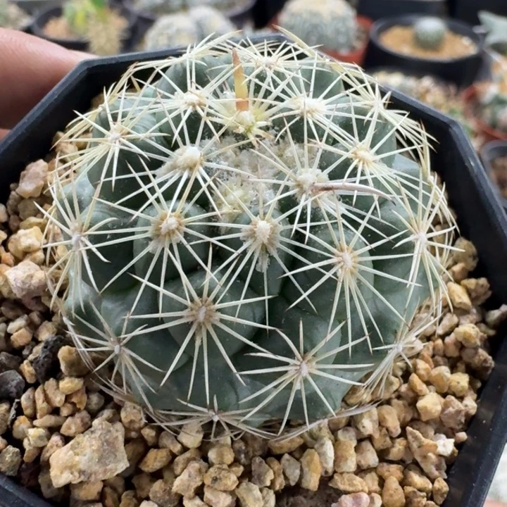 7****0凤舞实生仙人球