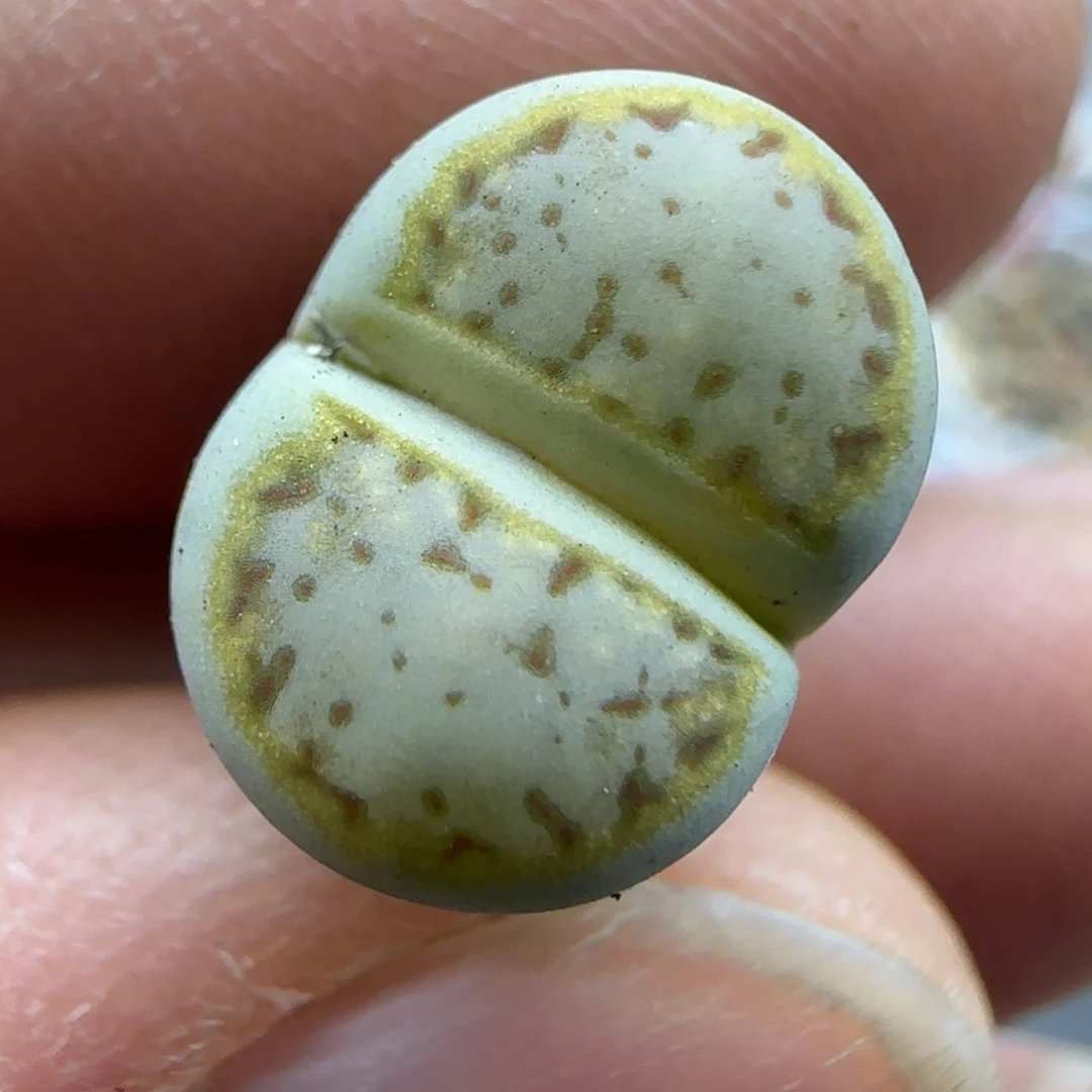 699饼干清框福利30包邮