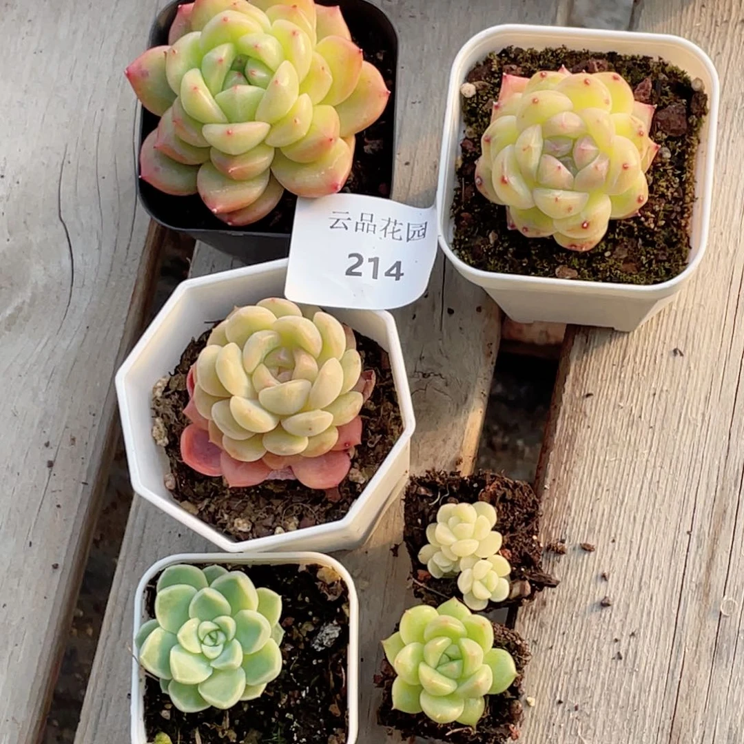 挽*、214号糖心冰心珍妮6