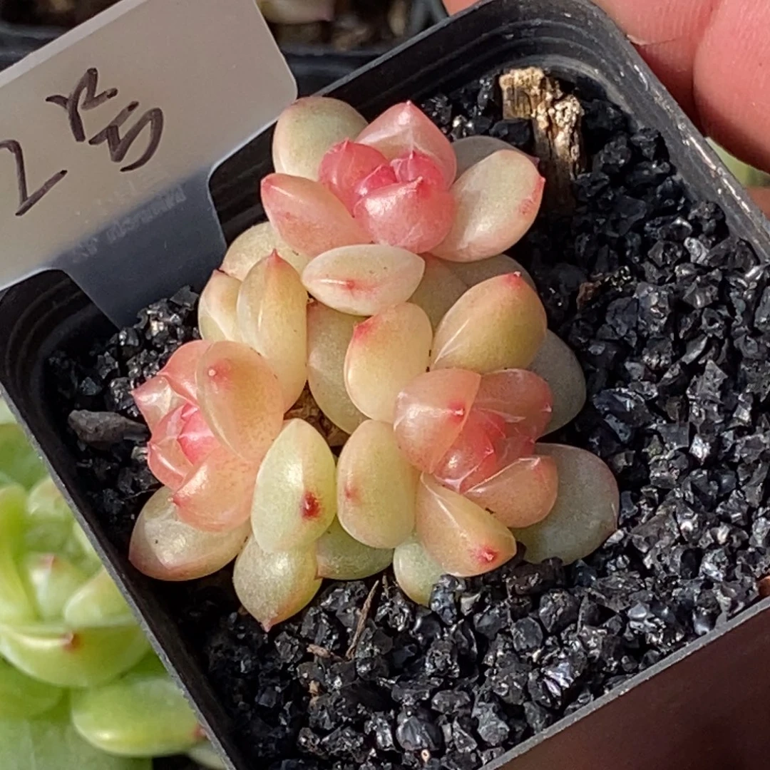 天官赐福百无禁忌