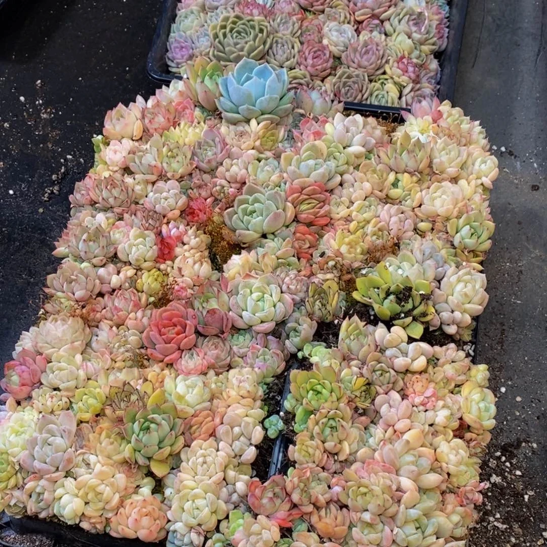 692的人在一起了量拍一盒