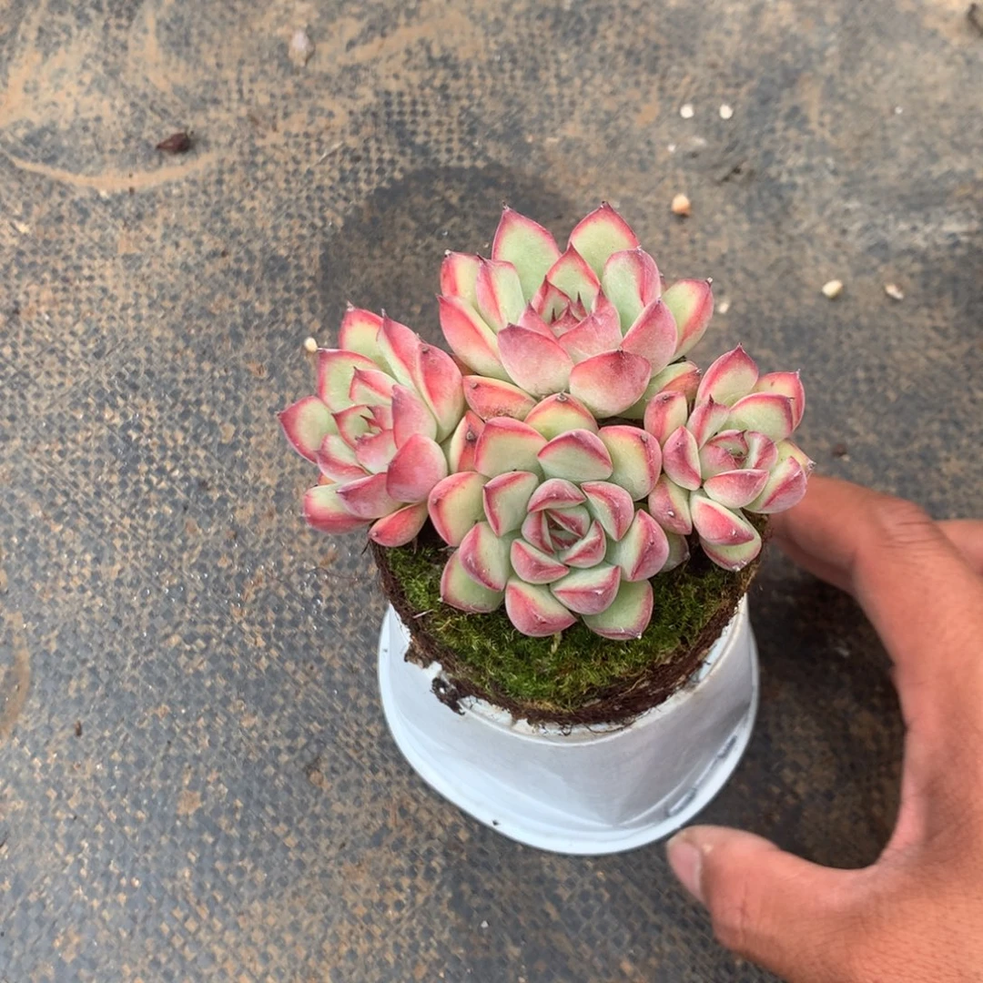 我们就像两块砖那样