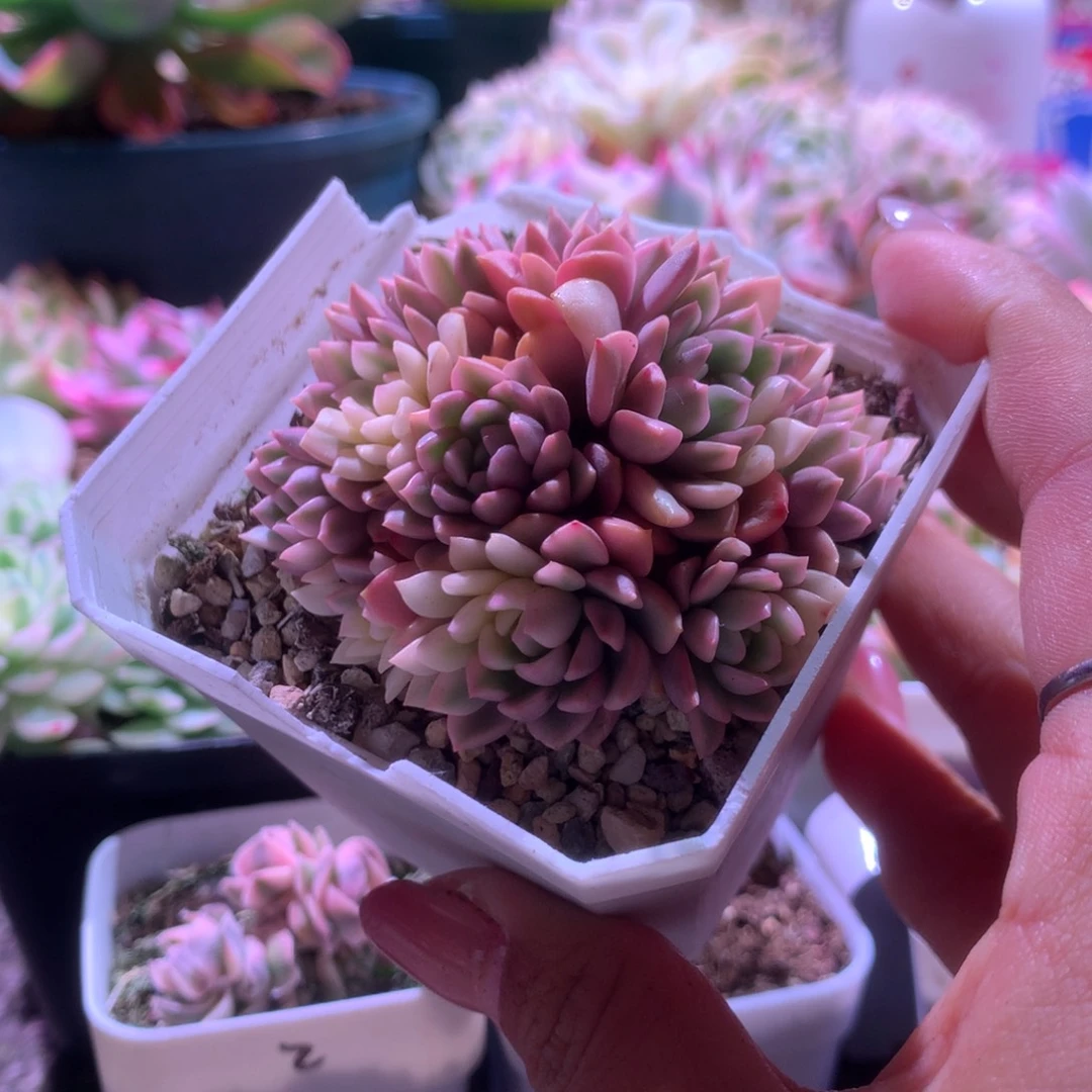 红宝石群生手捧花造型有根