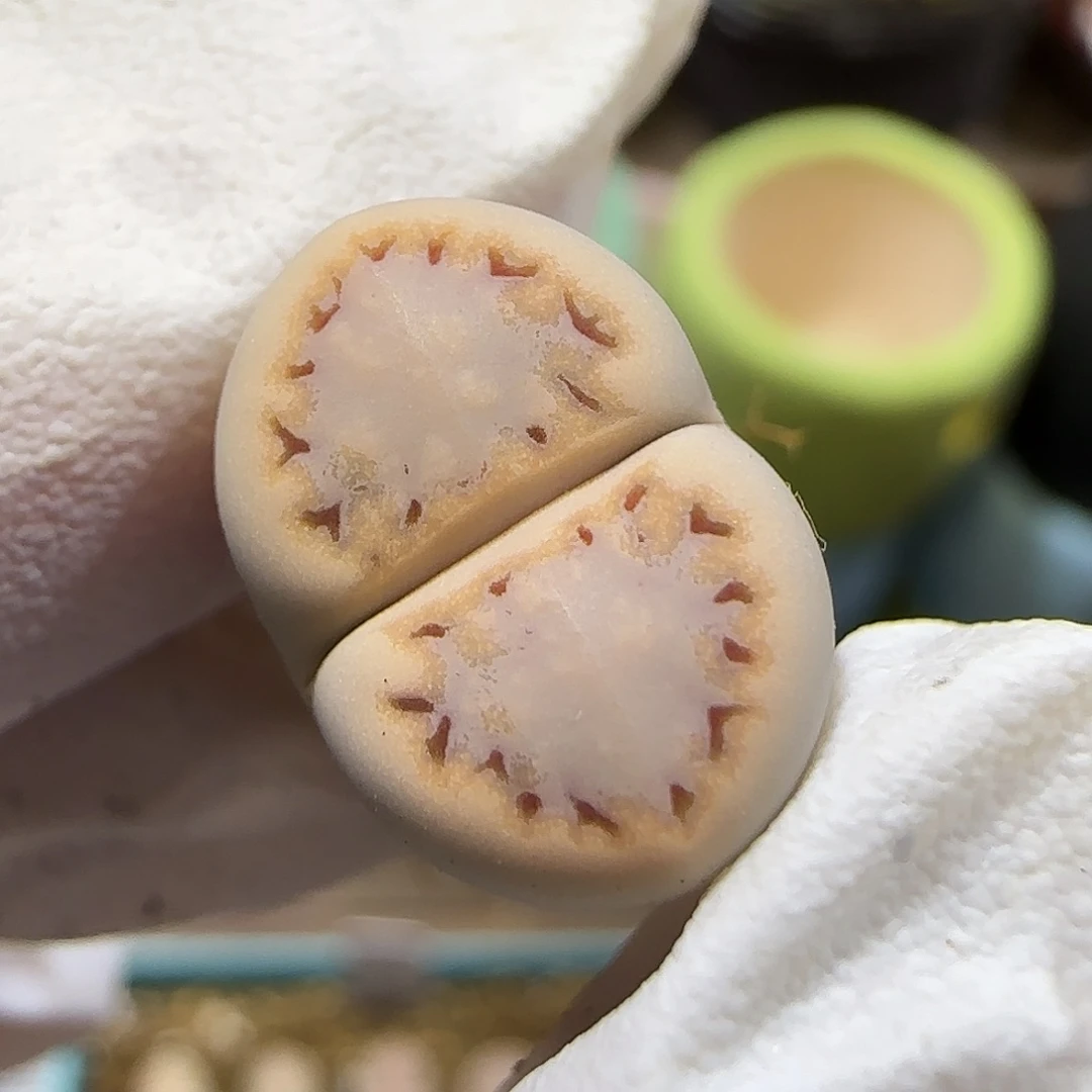 11.24.c216饼干.9047尺寸1.4cm