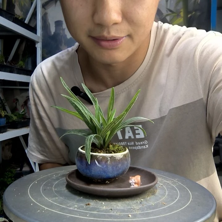 ʚ****?中青园艺一物一拍95