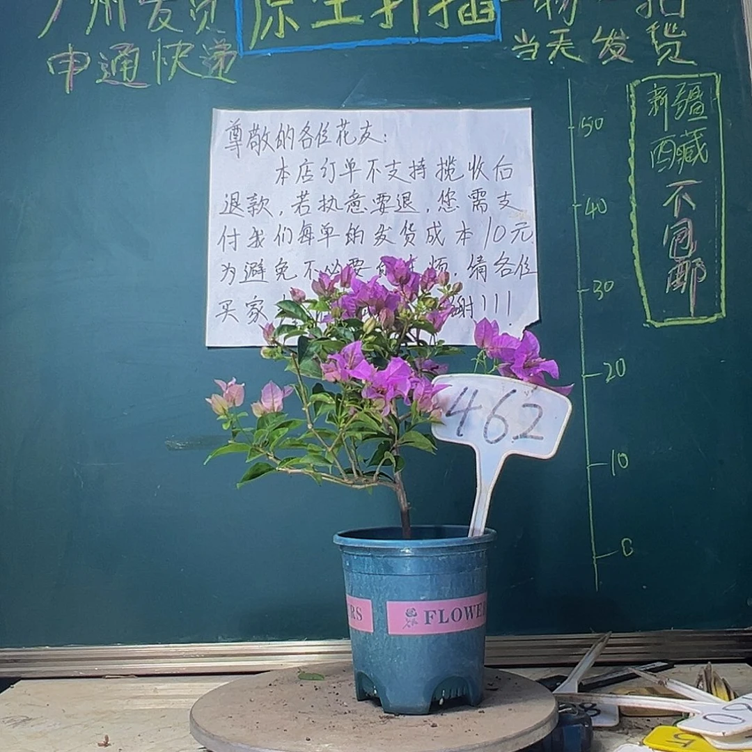 当前无花栽培后可以开花巴西紫462