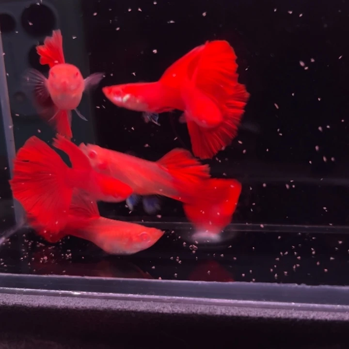 孔雀鱼红玫瑰白子压成3对