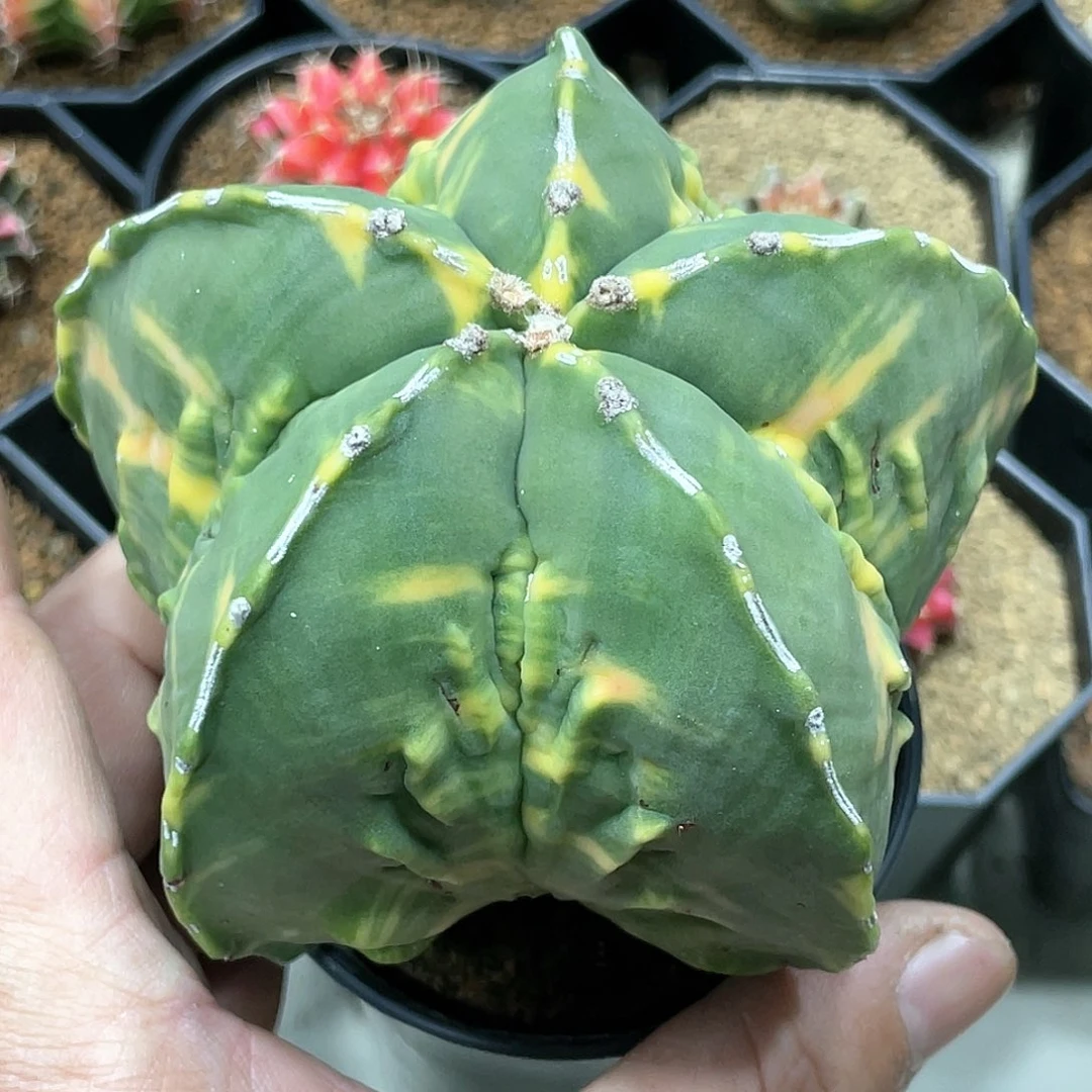 秋**痕实生根系，核桃鸾锦