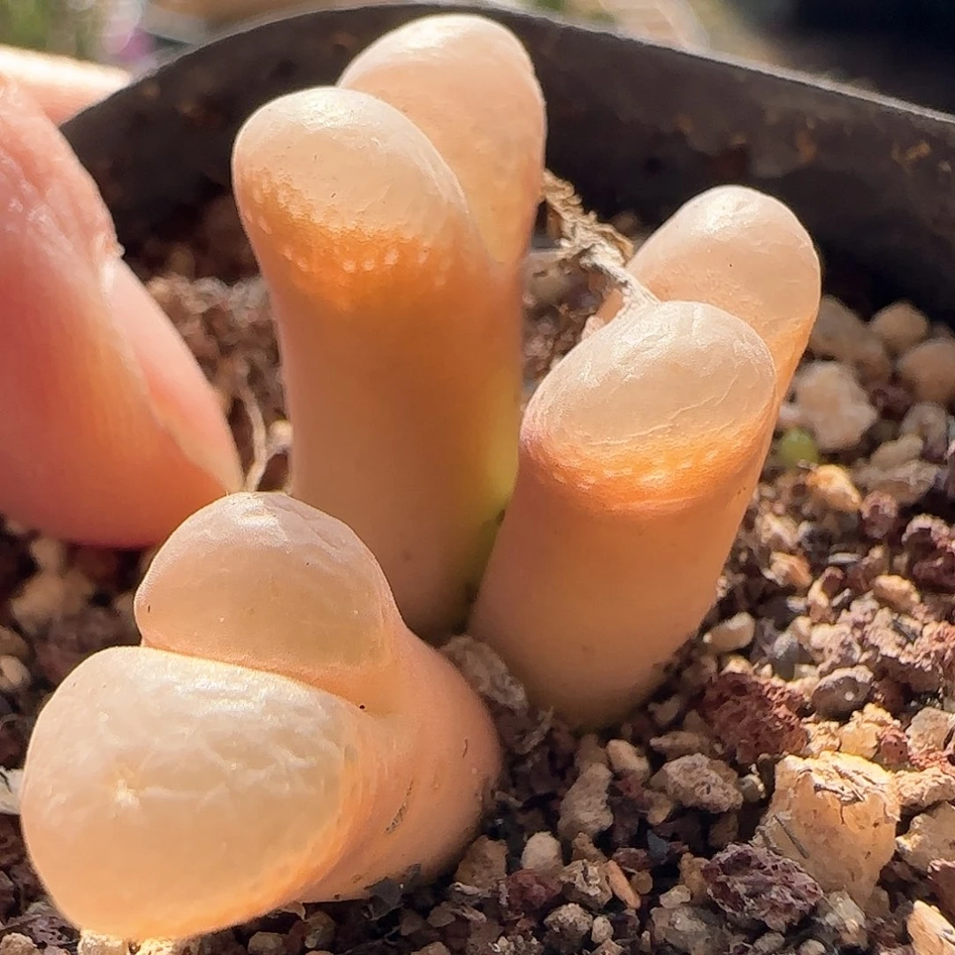 脱土发货哦28包邮25436