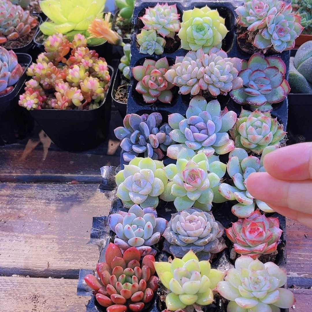 新手套餐21颗带托盘