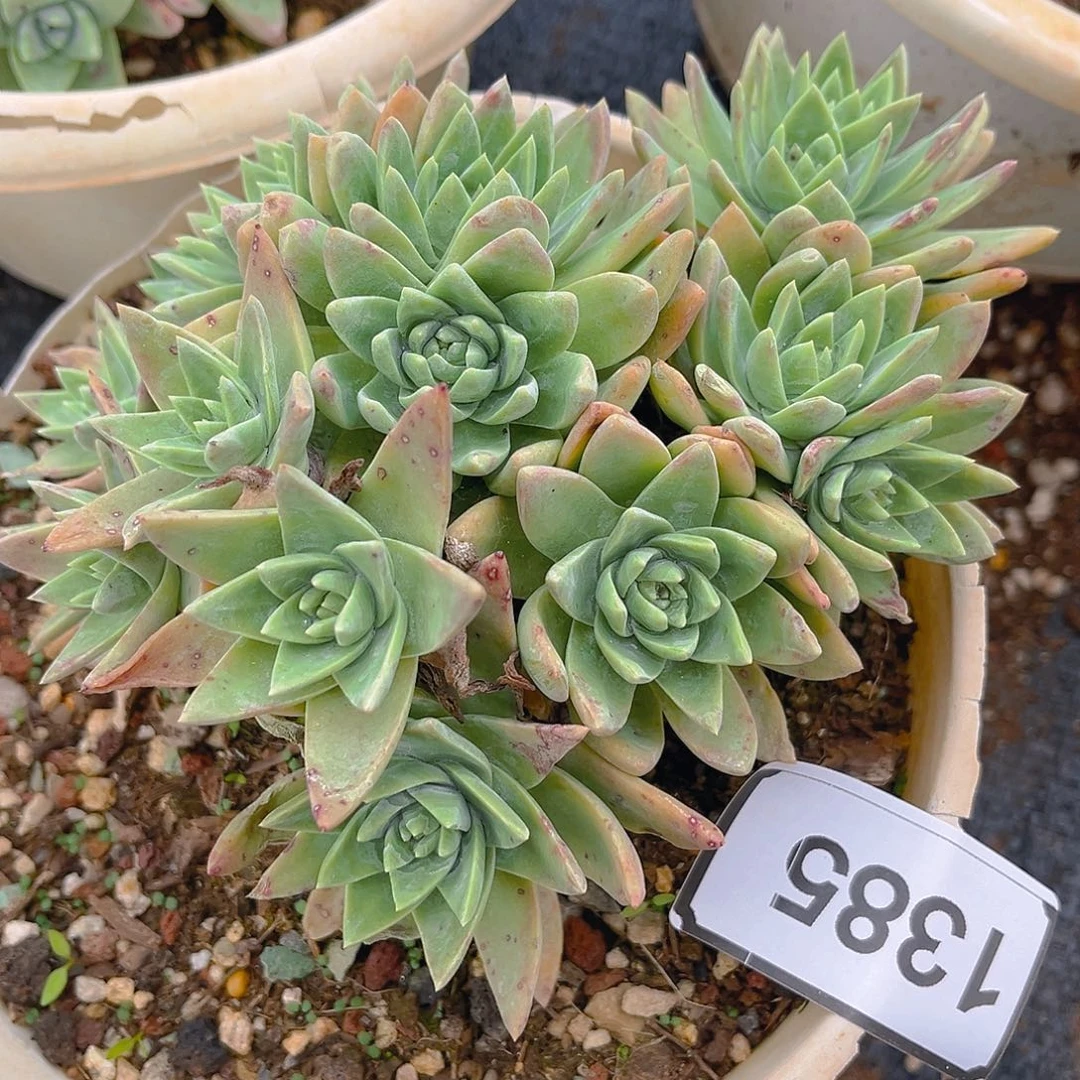 Ꮗ****?白菊苹果叶带盆1385
