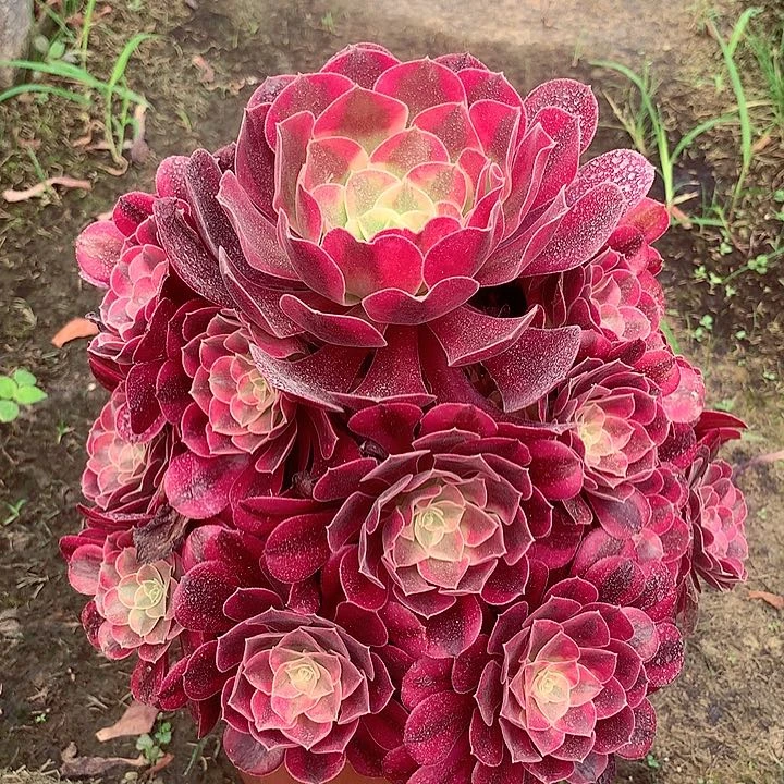 美杜莎，多肉植物的