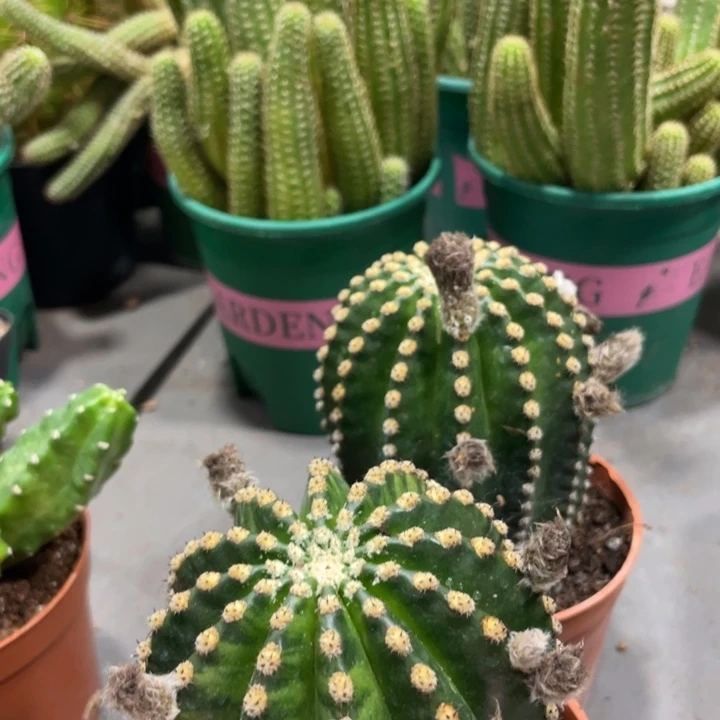 红花金刚带花苞一杯