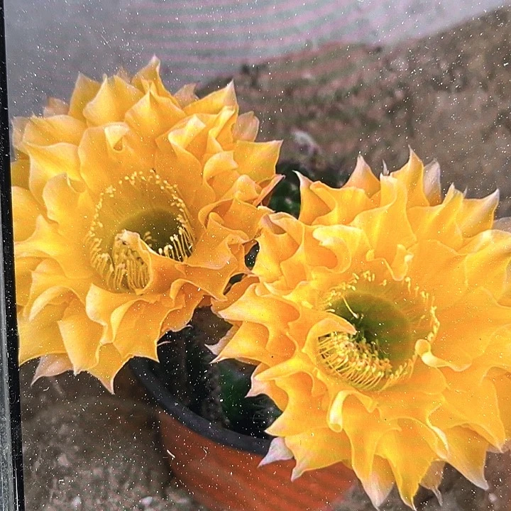 G22自根6公分左右