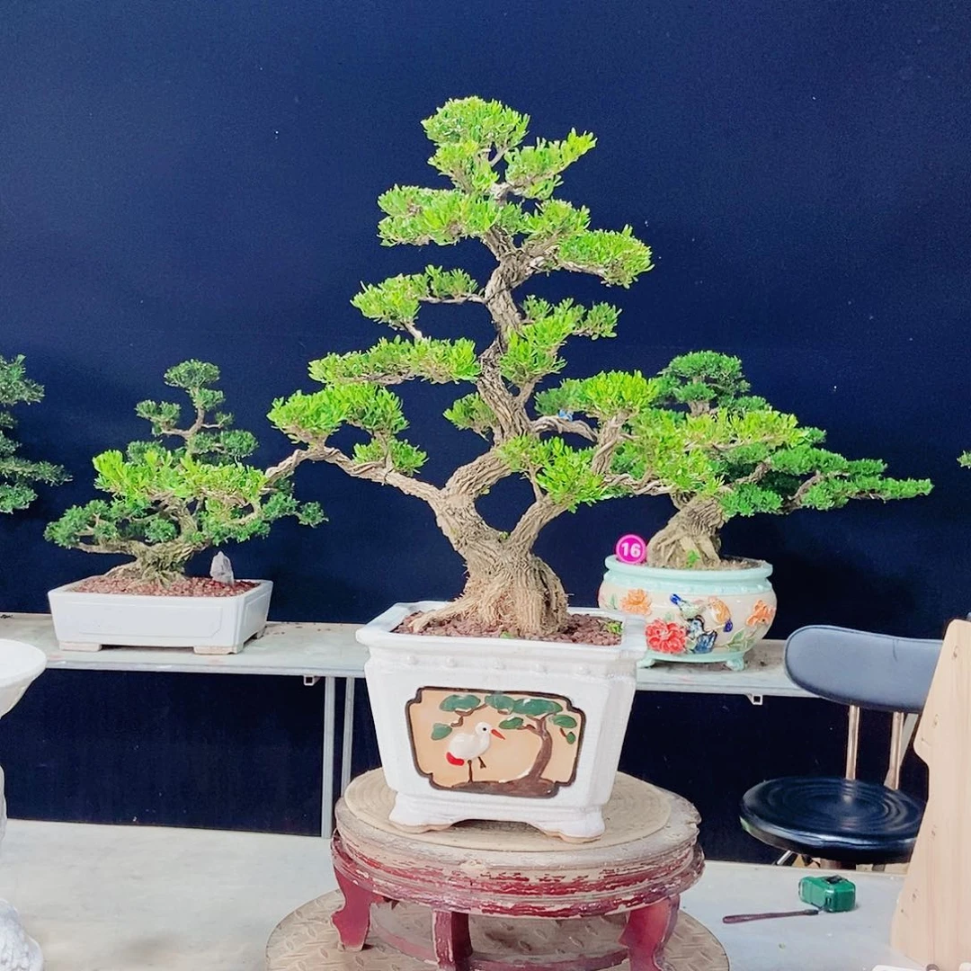 当前无花朵，栽培后可花朵
