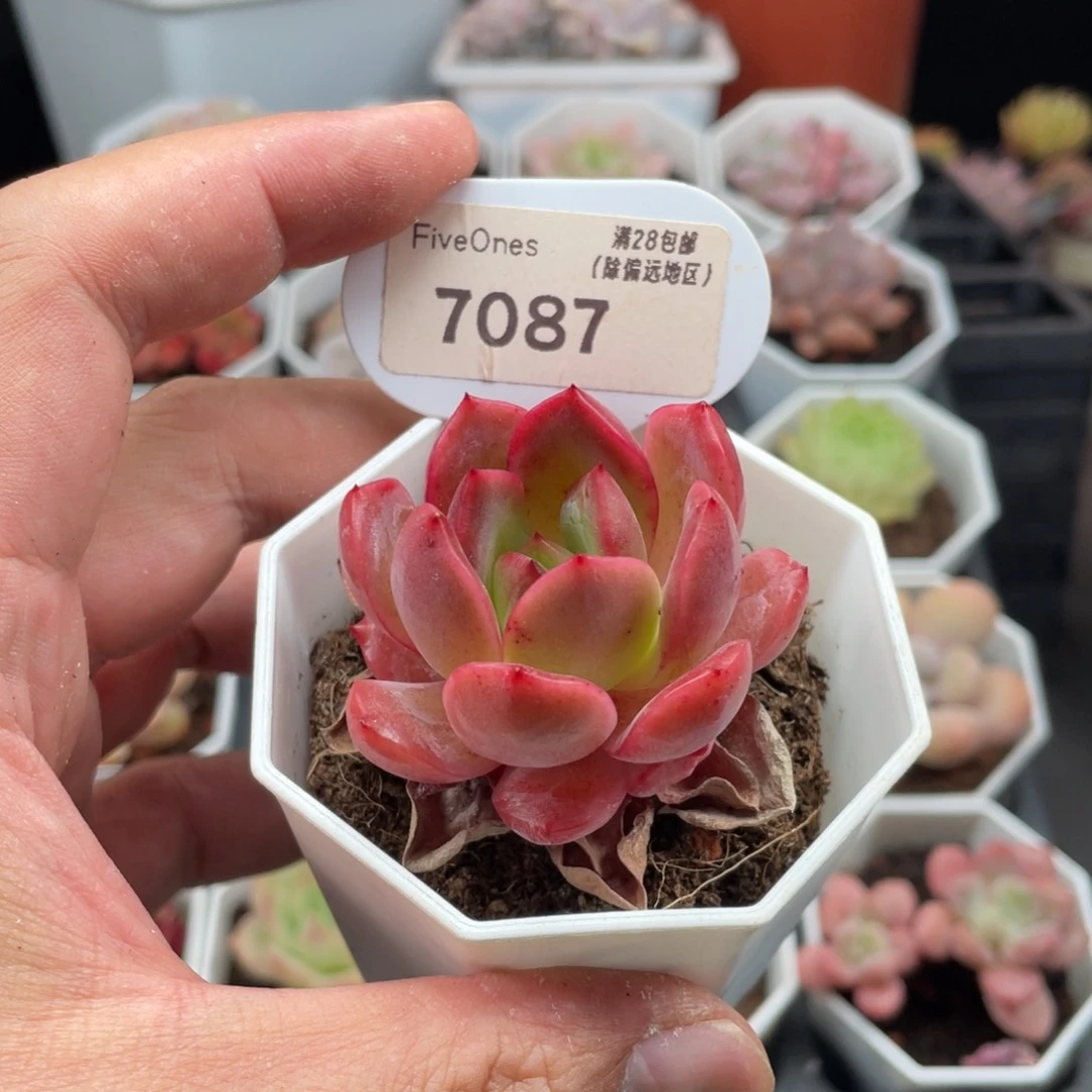 格林粉7087-4.5厘米