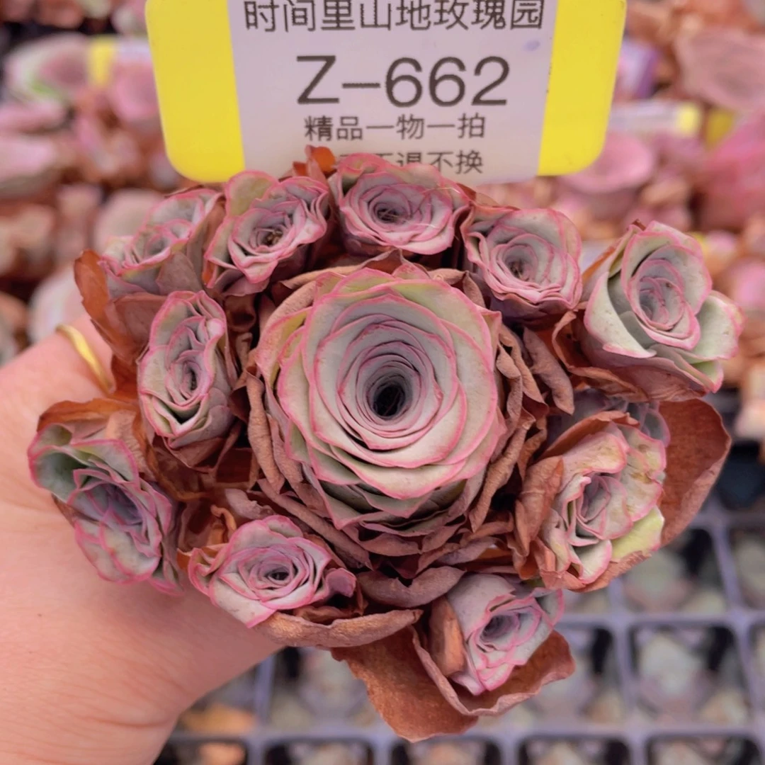 山地玫瑰Z662裸根发货断枝不包损不售后