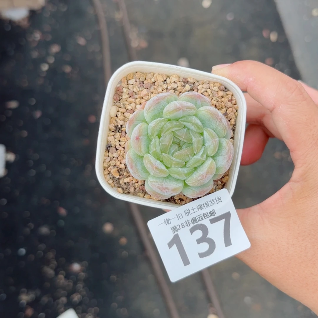 白恋单头多肉多肉多肉