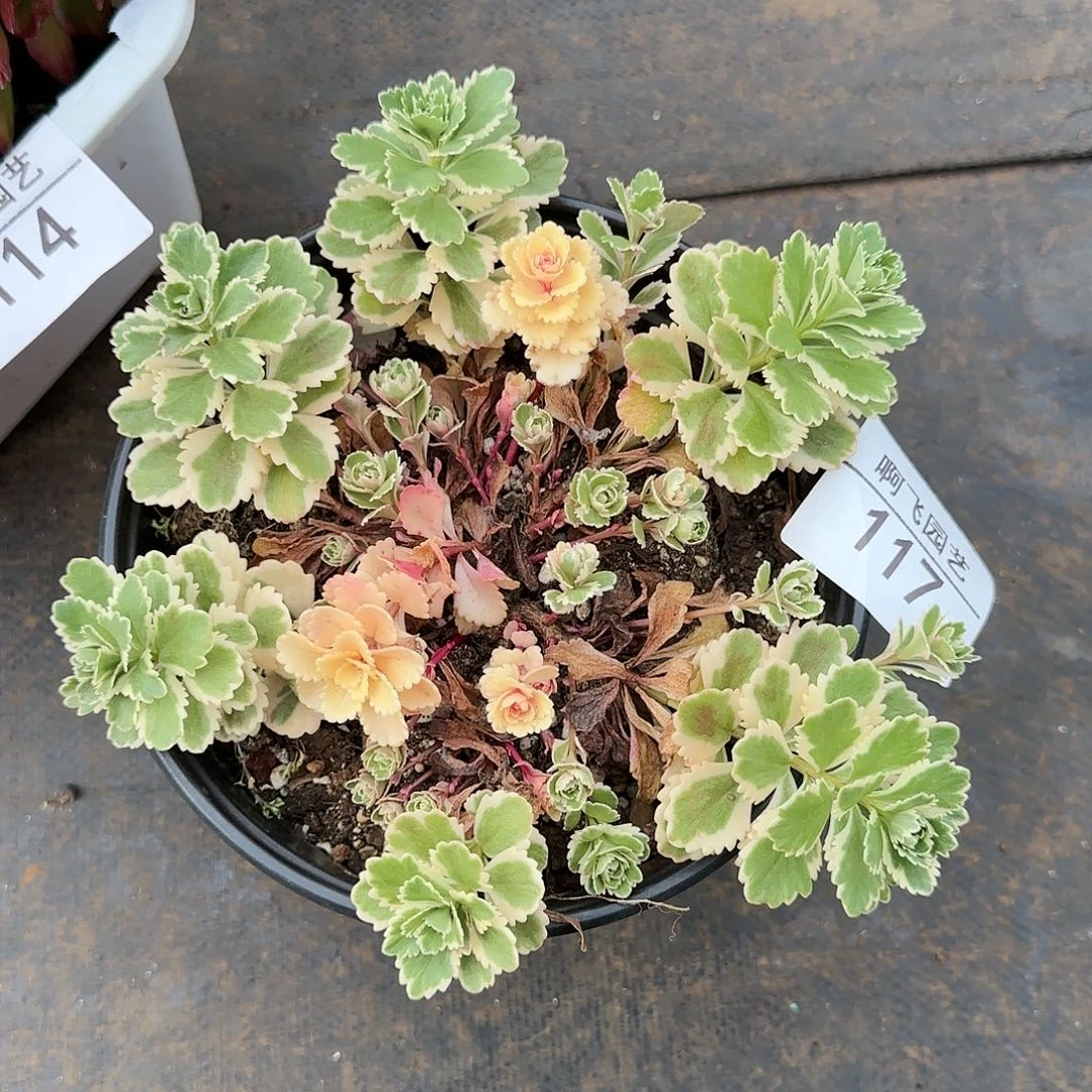 烟**南117多肉 中奖亚特兰蒂斯