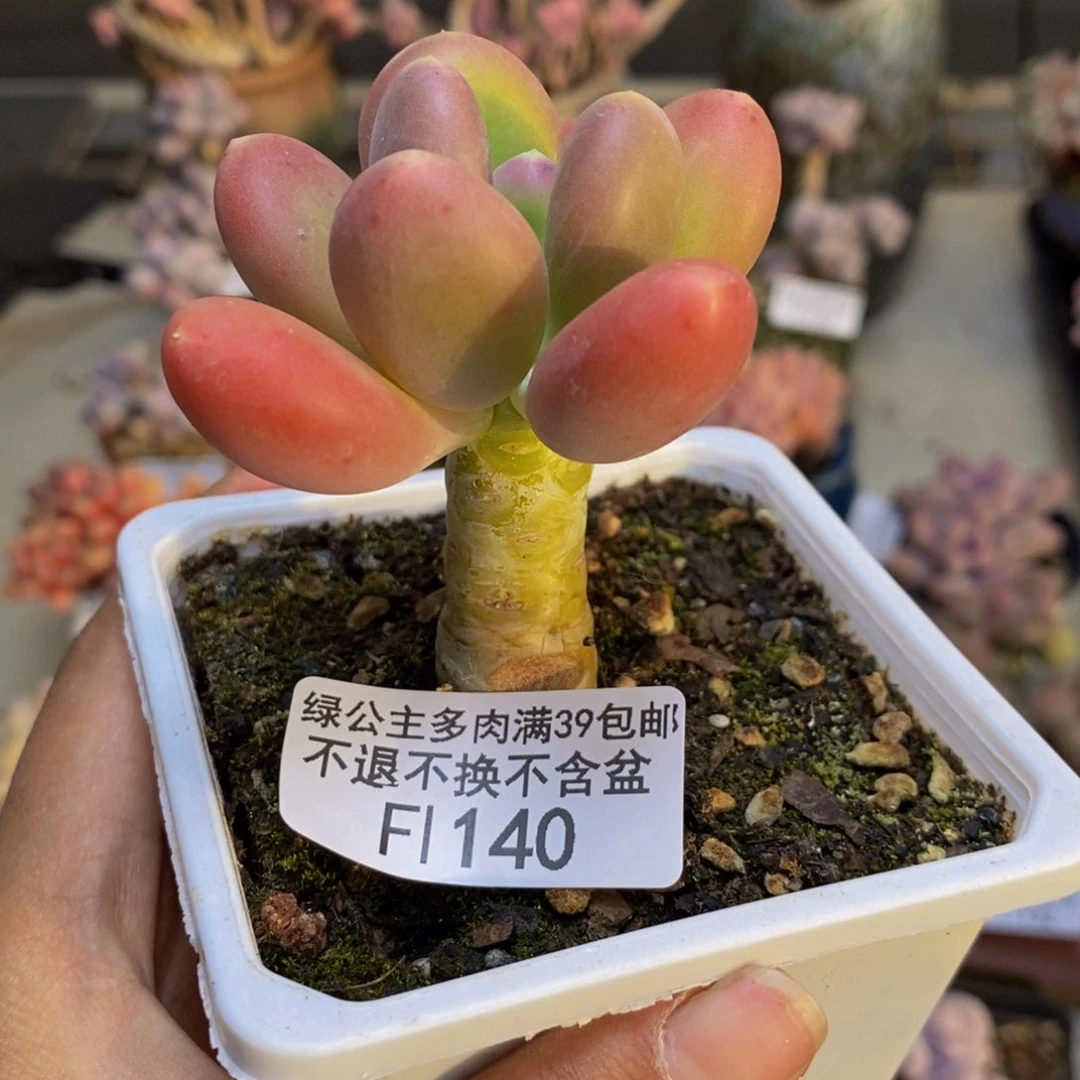 140金蟾多肉肉5c m m