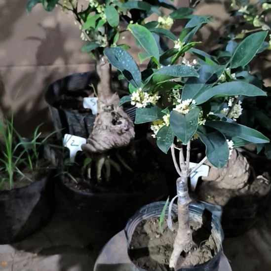 暗***昏完全开放四季桂花佛