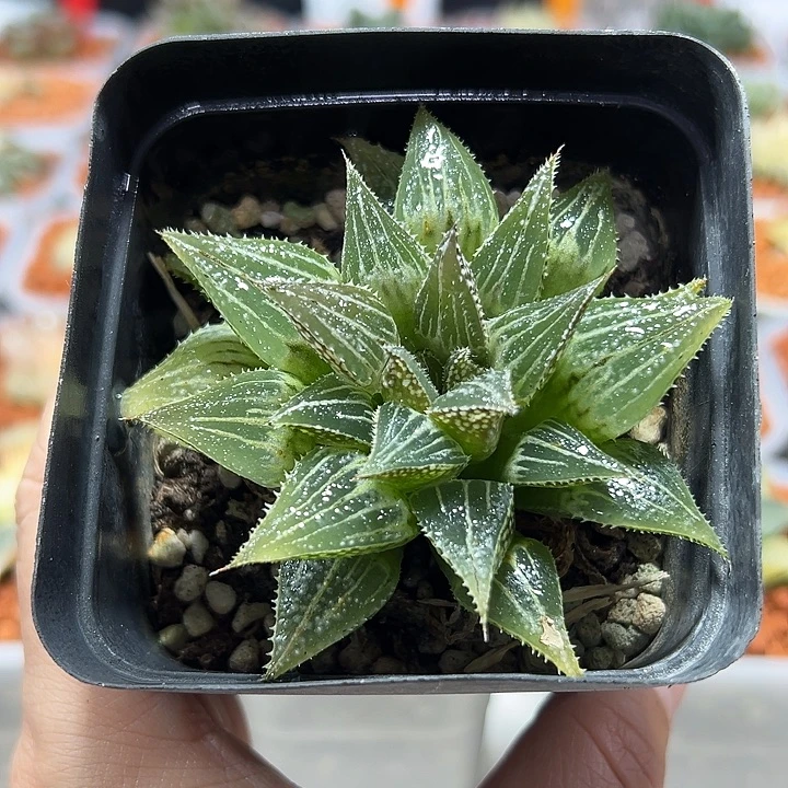 十二卷多肉初霜11