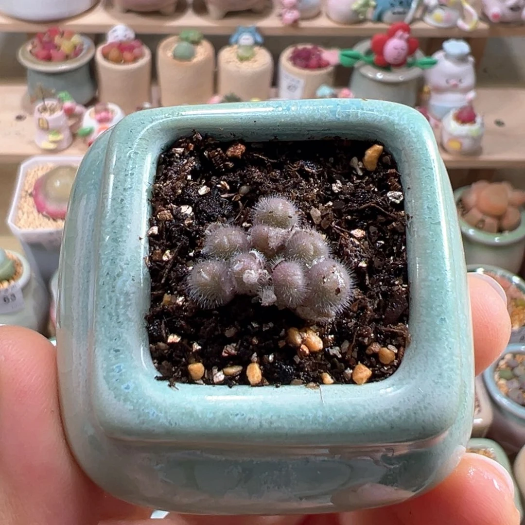 多肉植物89号毛球