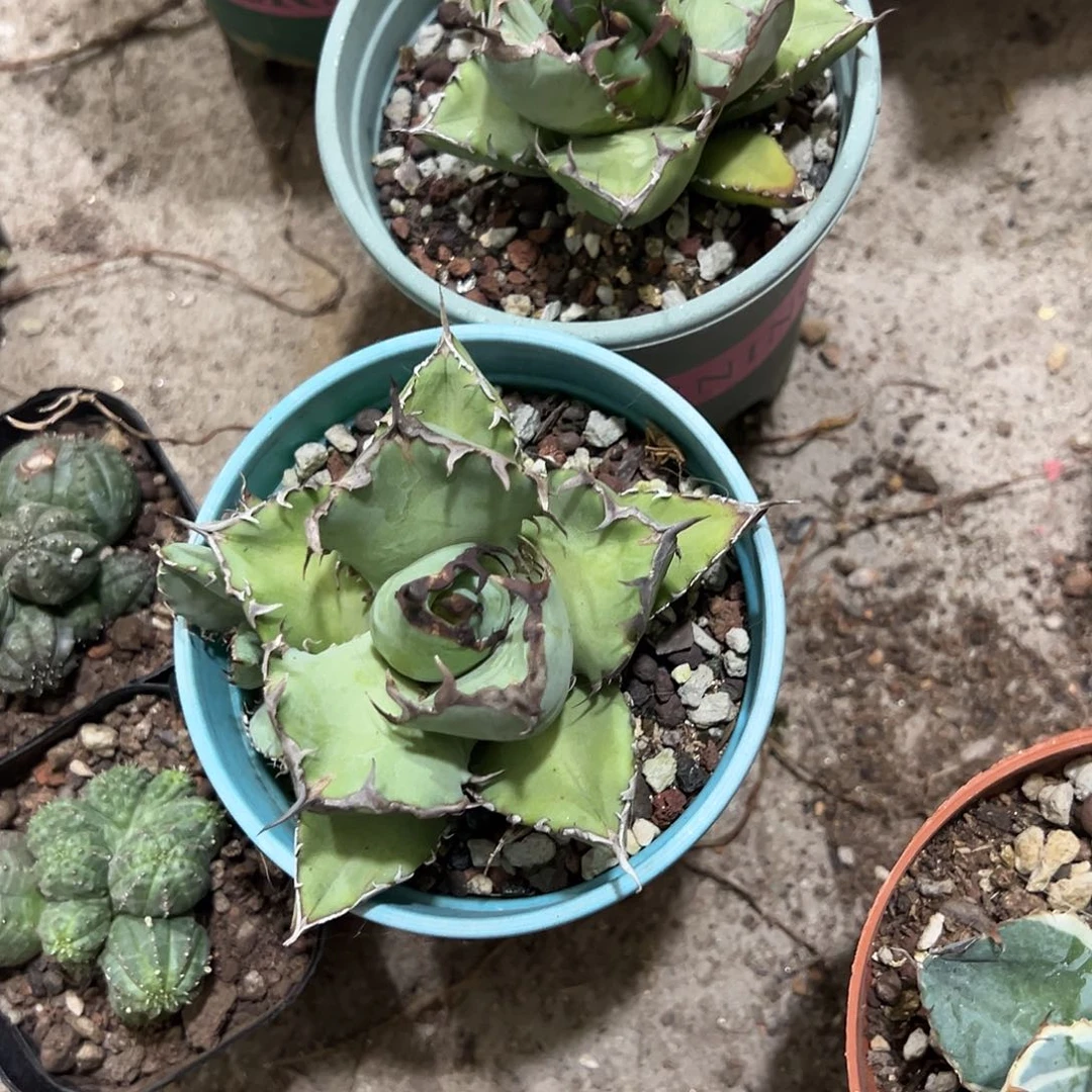 X***勋黑鲸仁王冠植物2颗