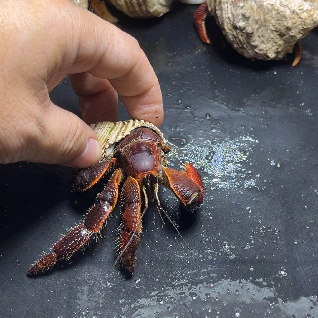 缺两条腿棘足3.0口径