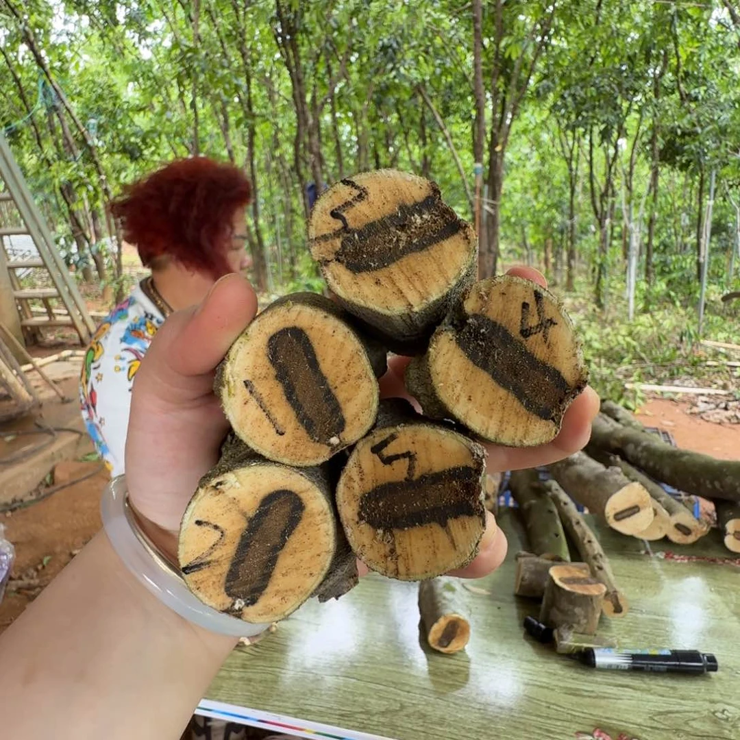 线香奇楠沉香原木