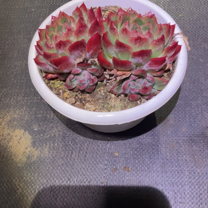 绿***风精控多肉一物一拍
