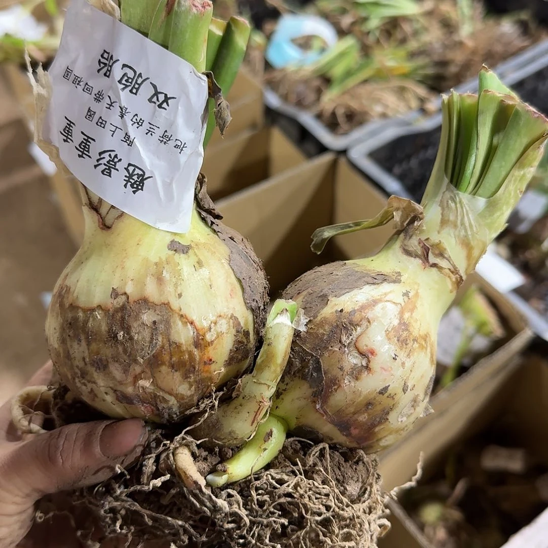 魅影重重上双胞胎8+7