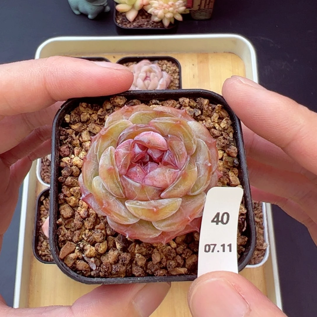 .***e好好看40、哈哈哈哈哈