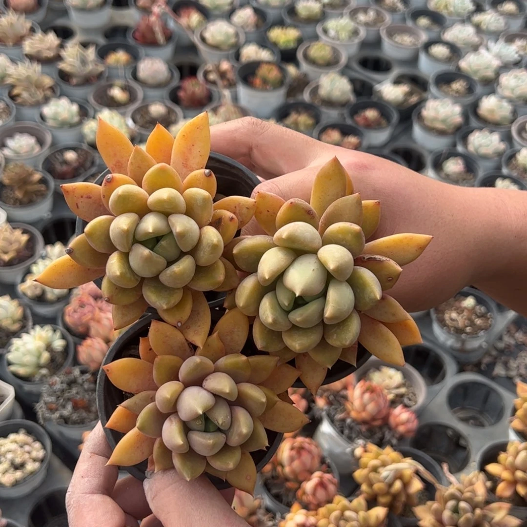 黄金象牙单头三颗