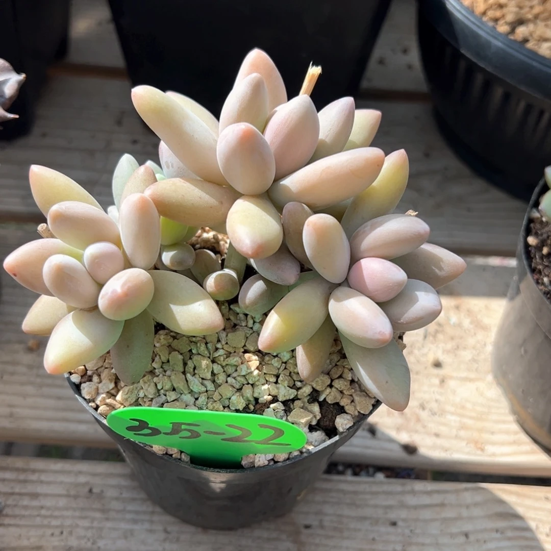 -****。3.5.22白兰地