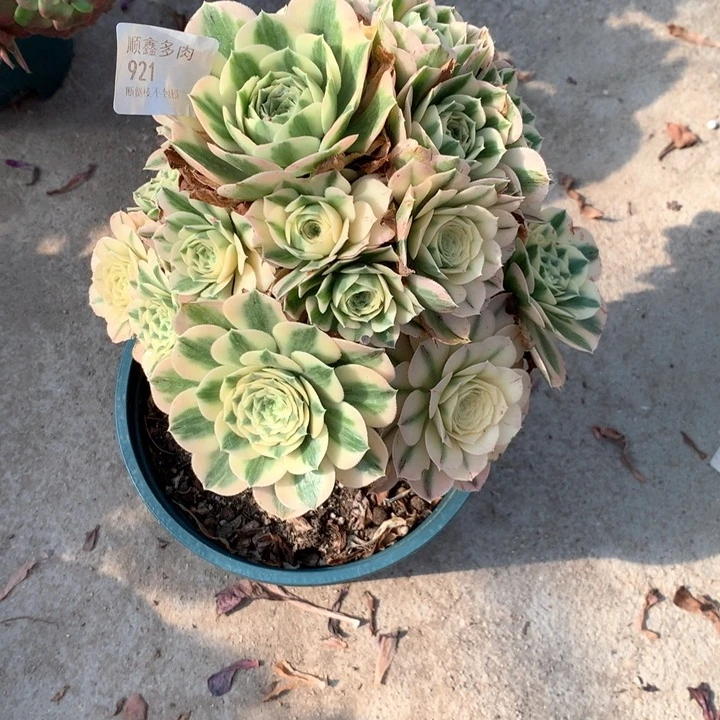 921迈巴赫多肉植物特价不售后