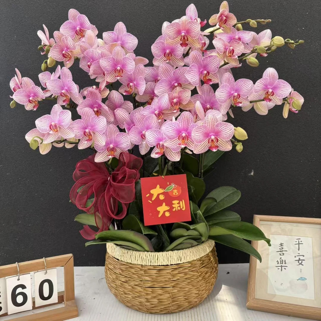 （超群水晶）蝴蝶兰花卉鲜花唯美高级盆栽观花花卉