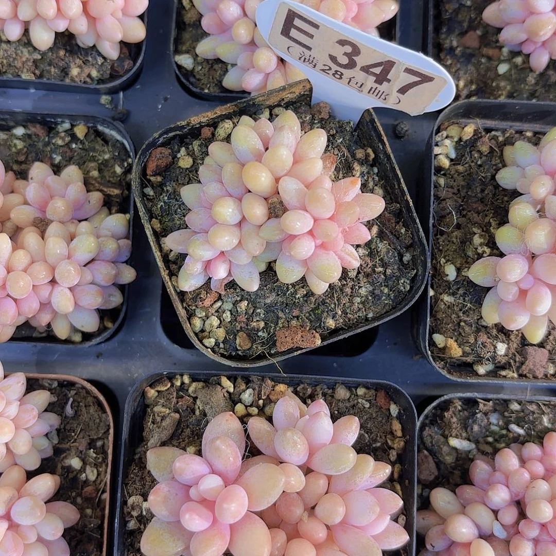 E347星黛露一物语拍