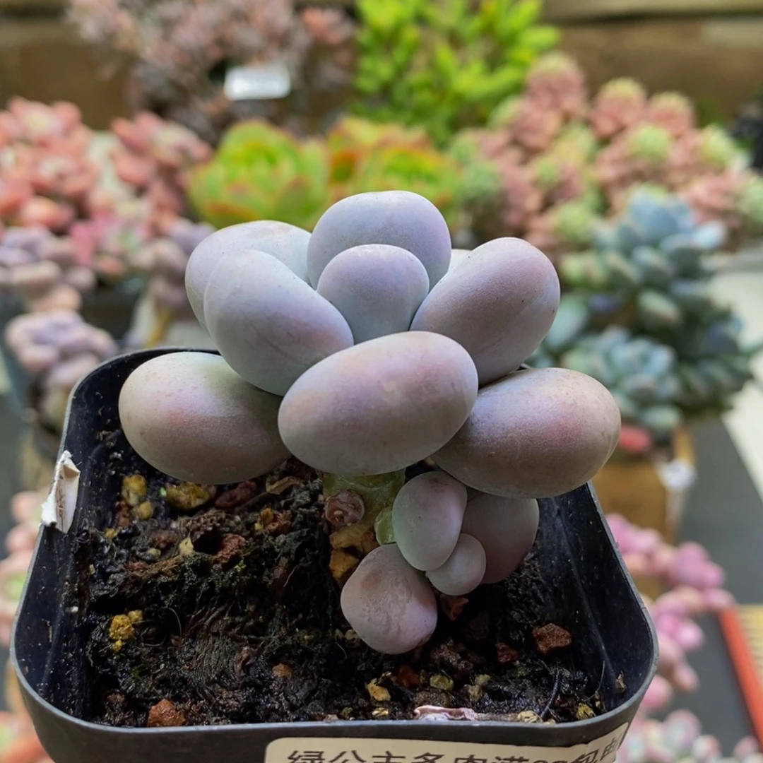 113芭比奶酪5cm多肉