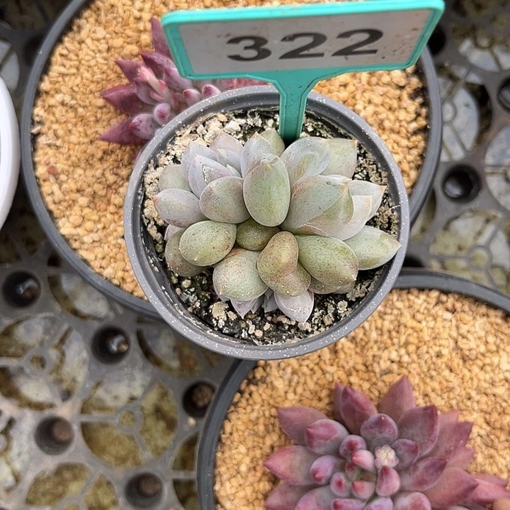 多肉植物胖体哥特322